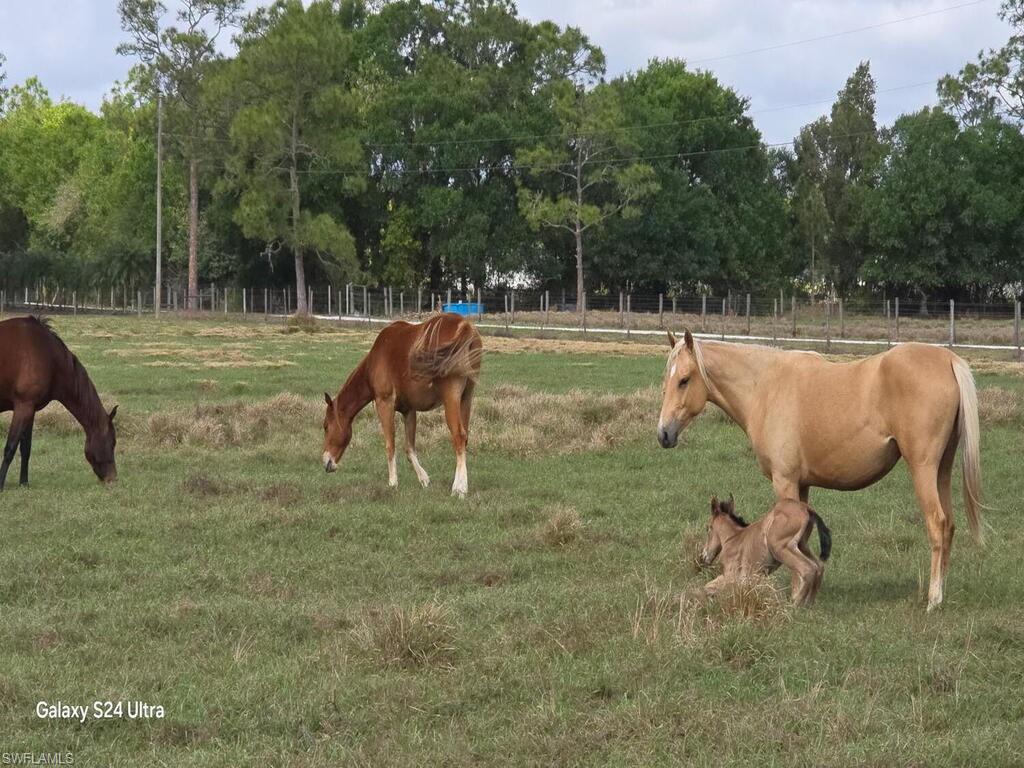 1330 Purple Martin DR