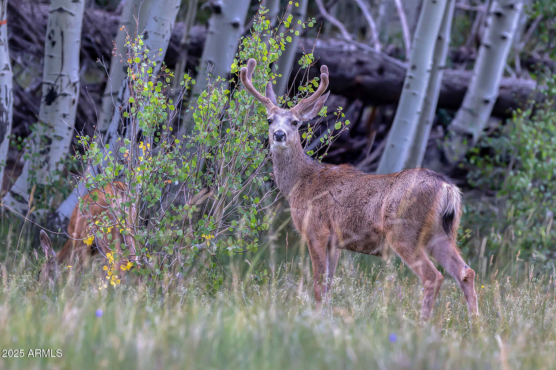 Buck with velvet antlers stands among shrubs and grasses, with another deer partly hidden nearby.
