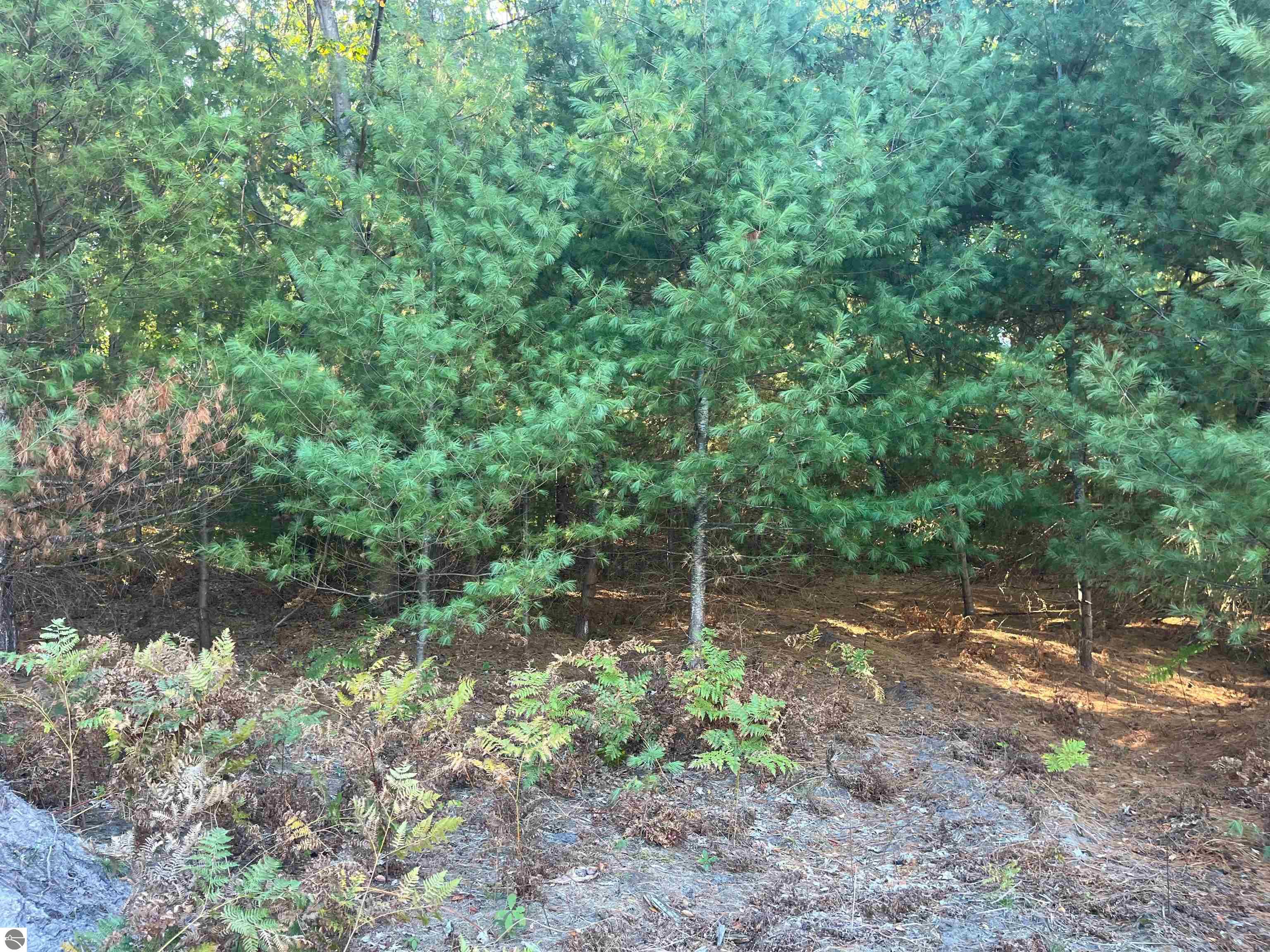 4655 Leaning Birch Drive