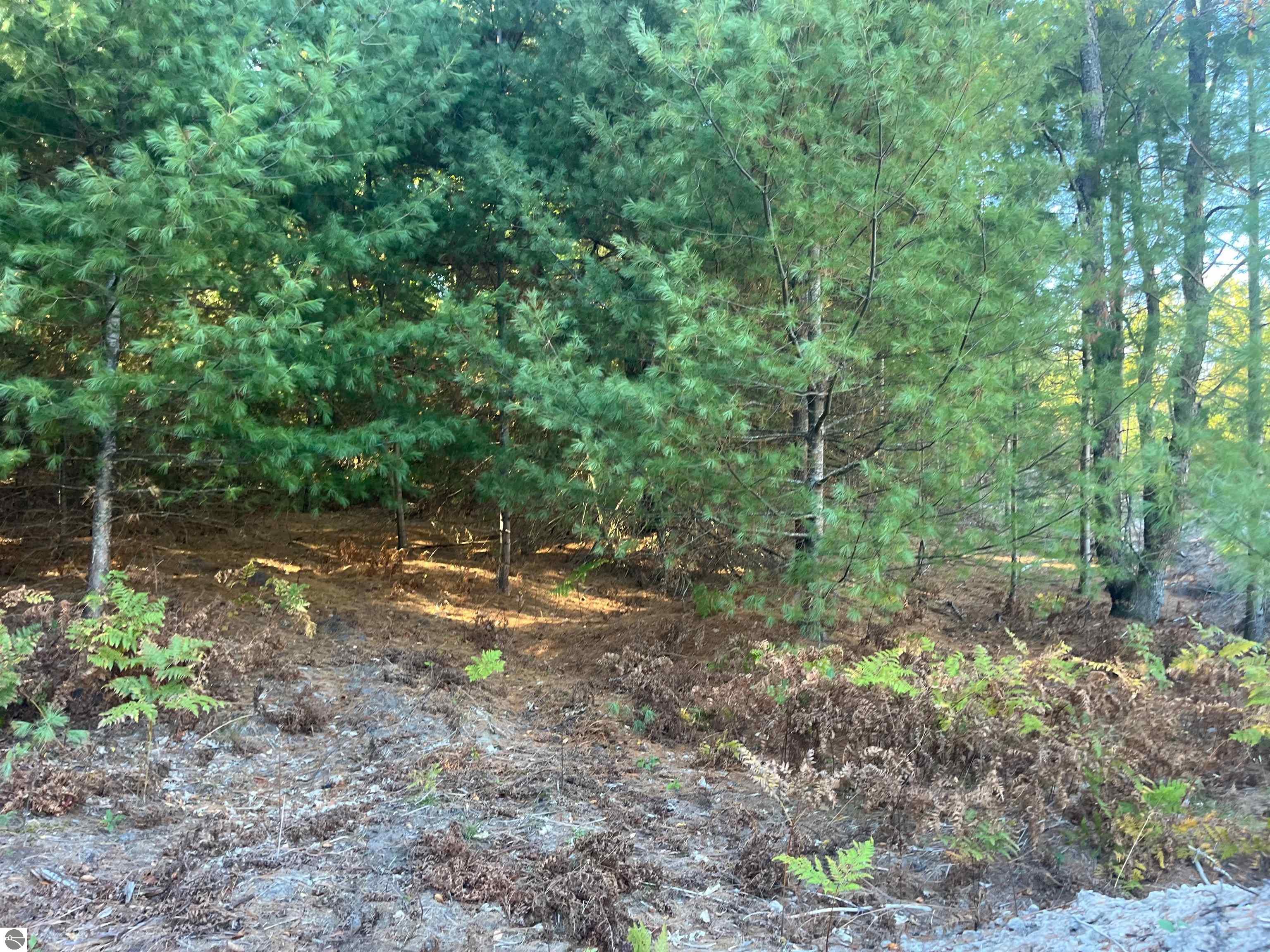 4655 Leaning Birch Drive