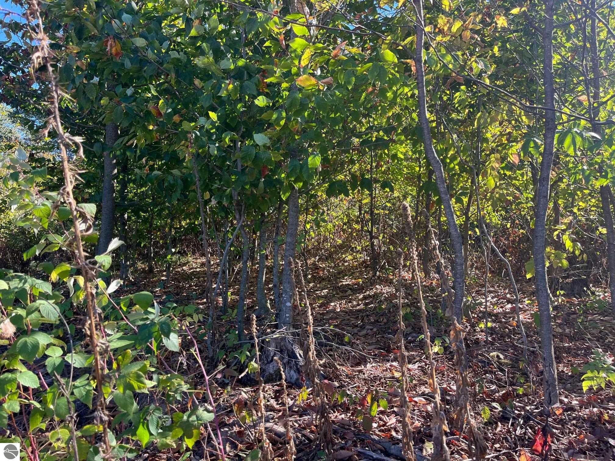 8753 Hemlock Hill Drive