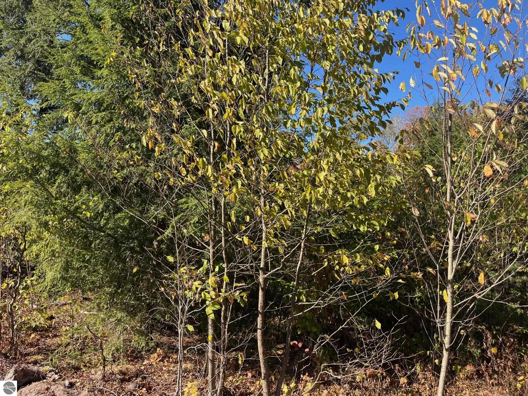 8886 Hemlock Hill Drive