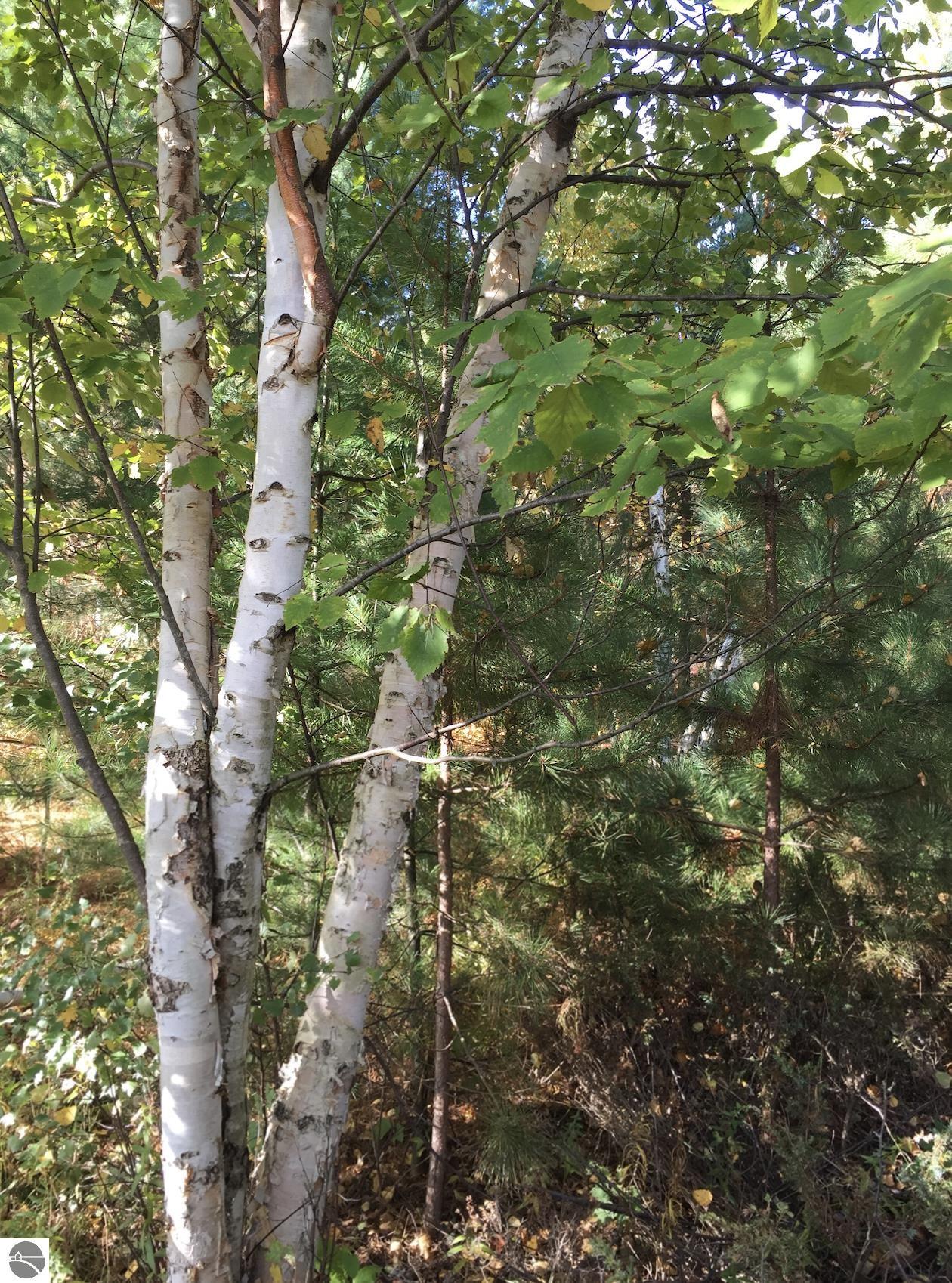 00 W Deborah Ann Trail