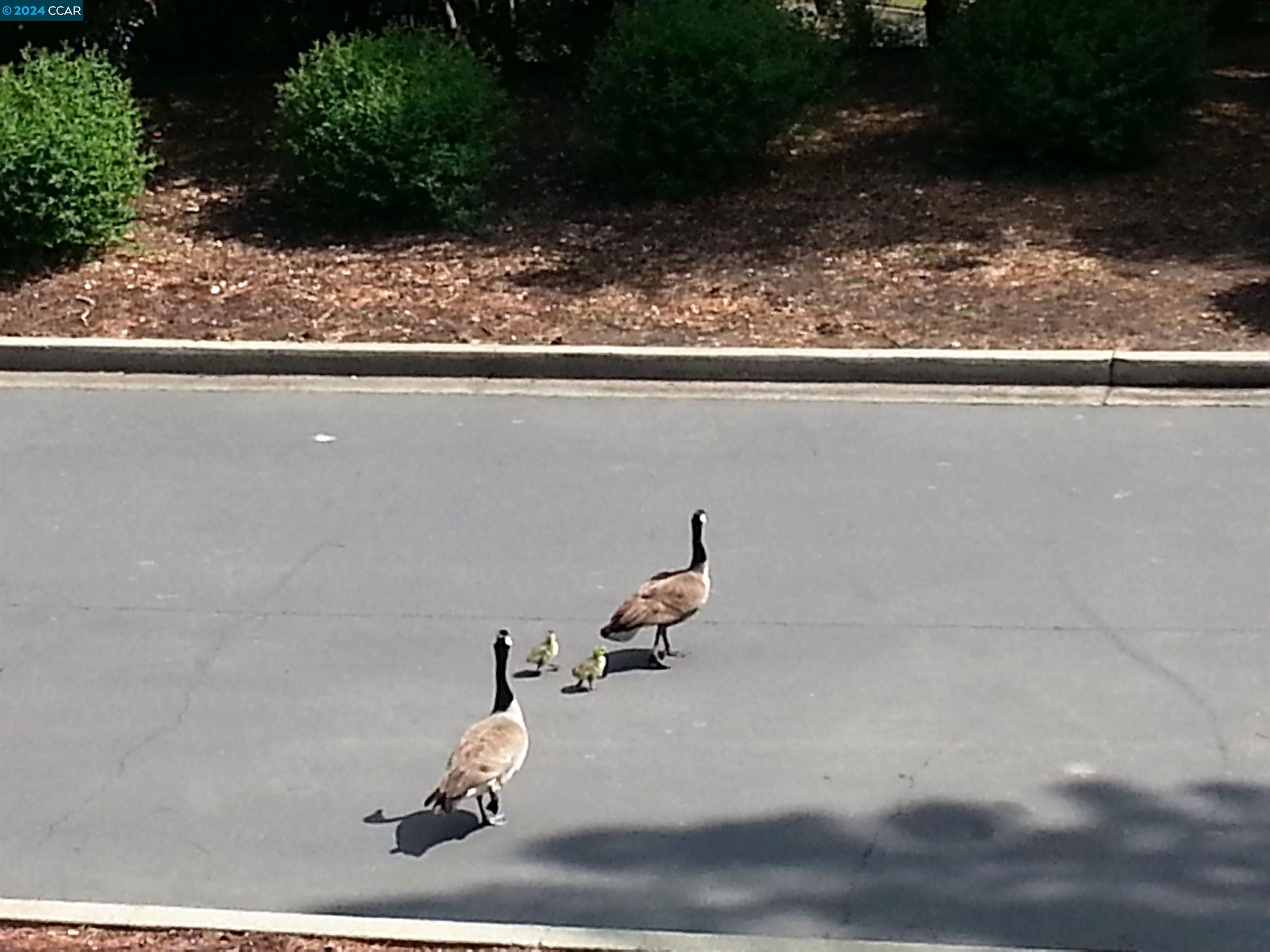 2921 Ptarmigan Dr # 4