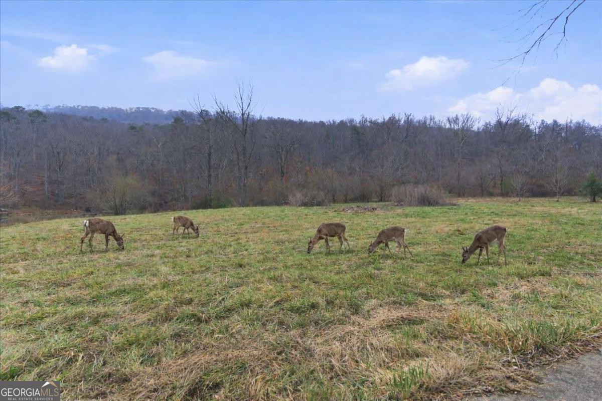 1478 Shinbone Valley Rd