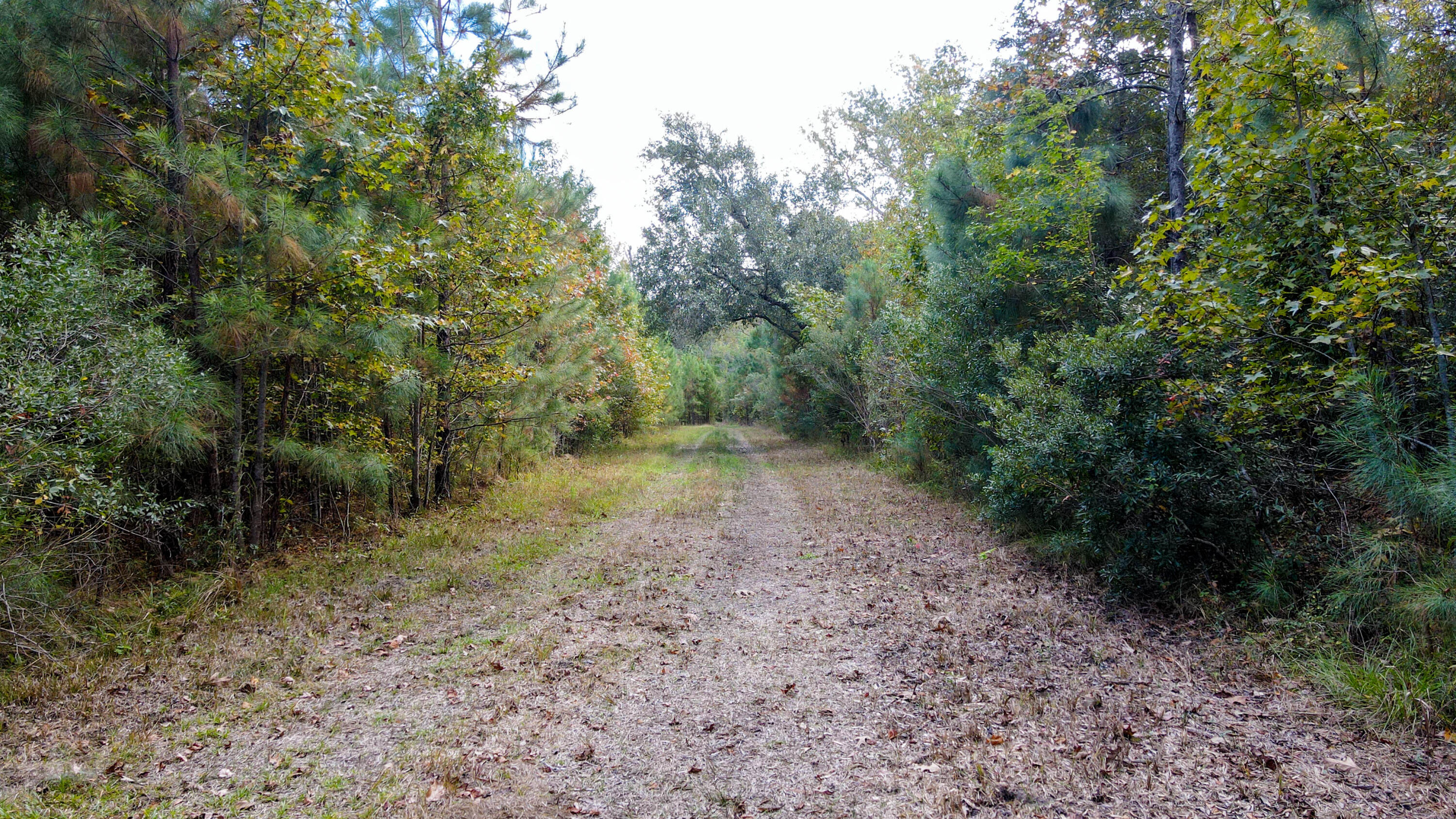 155 Goldenrod Lane