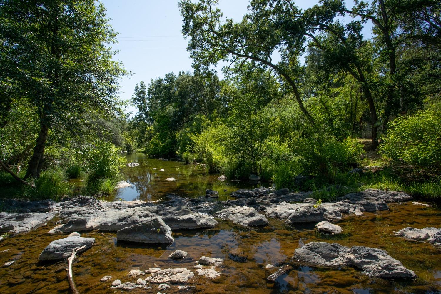 Rocky creek flowing through dense green woodland with leafy banks.