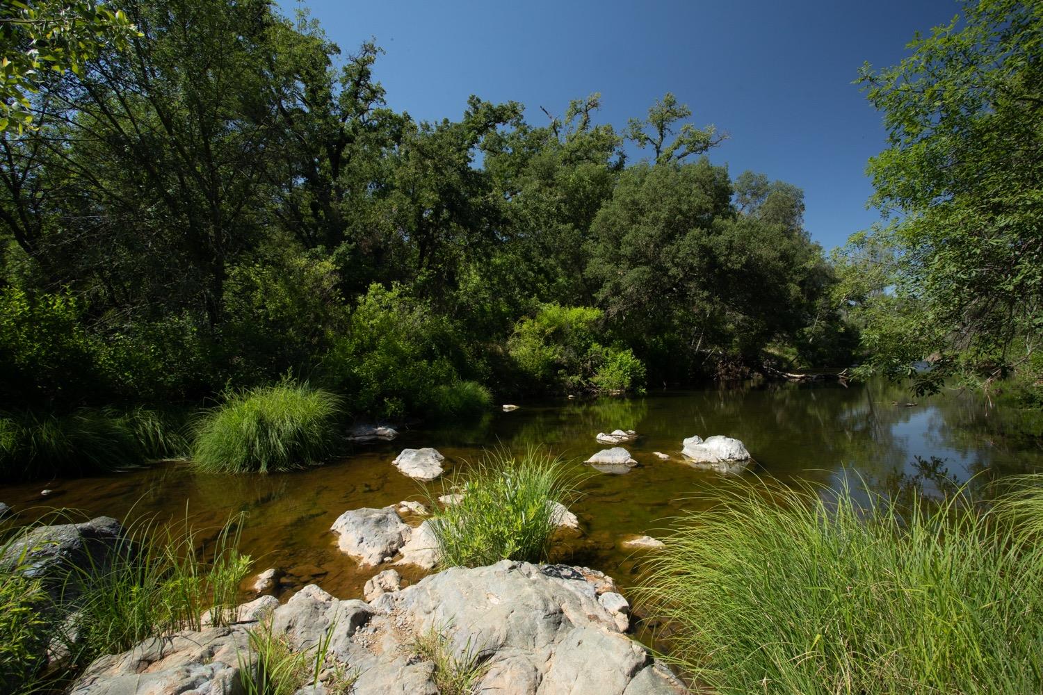 Shallow creek among trees, with rocks and tall grasses along the banks.