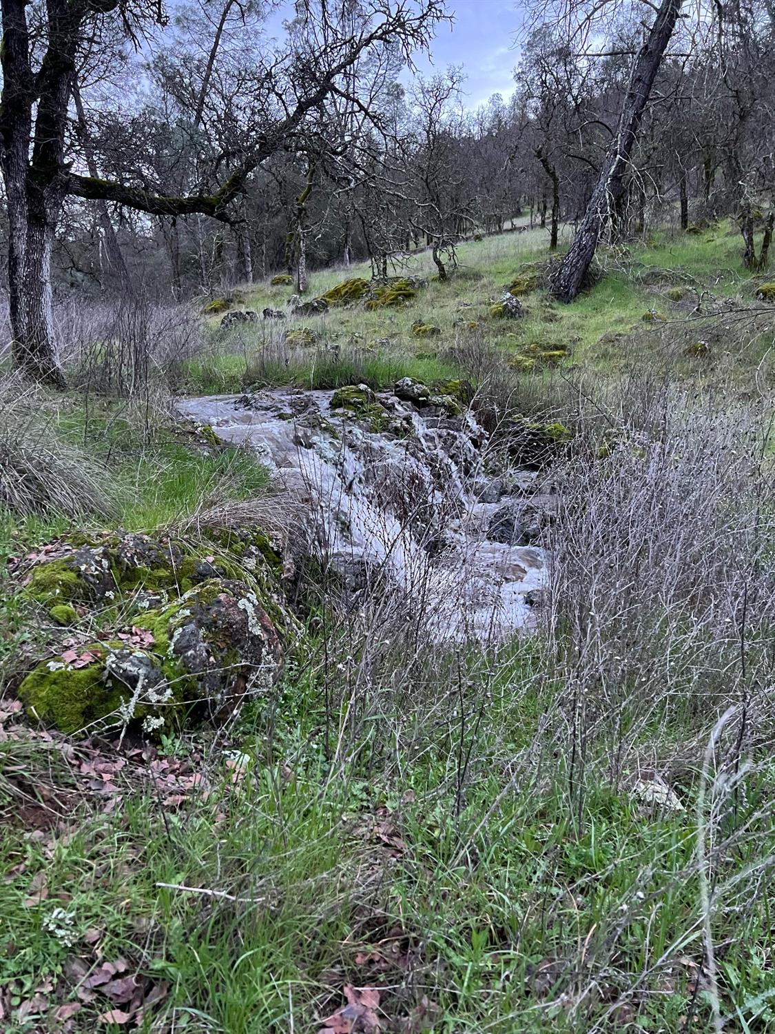 Creek flowing over mossy rocks through a grassy hillside among leafless trees.