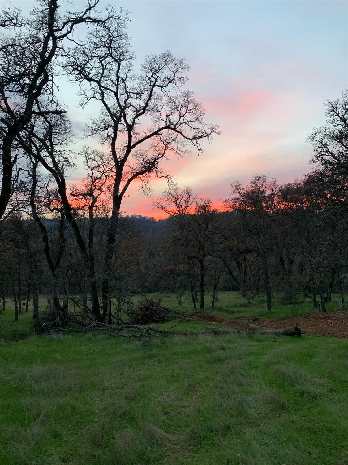 Grassy rural clearing among leafless oak trees beneath a pink-orange sunset.