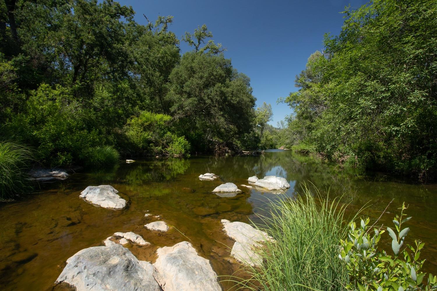 Rocky creek bordered by dense trees and grasses.