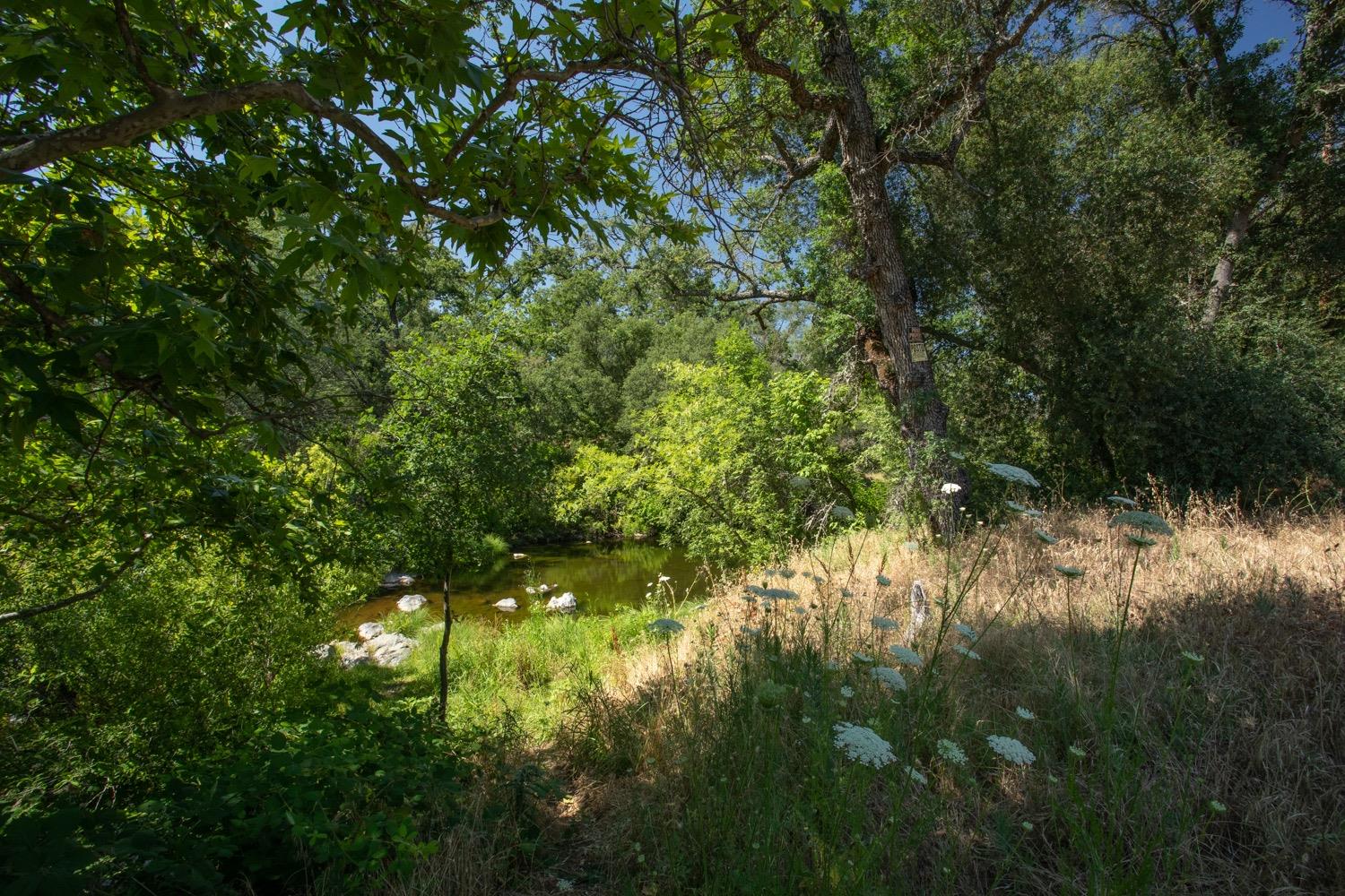 Wooded property with a small creek, rocks, and dry grass in the foreground.