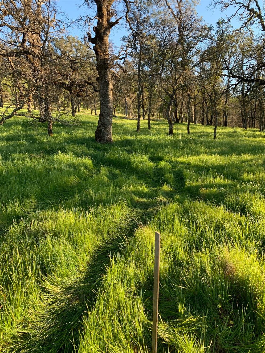 A grassy path winds through an oak grove, marked by a wooden stake.