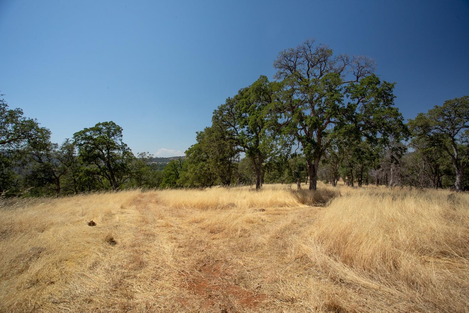 Open rural land with dry grass, mature oak trees, and distant hills.