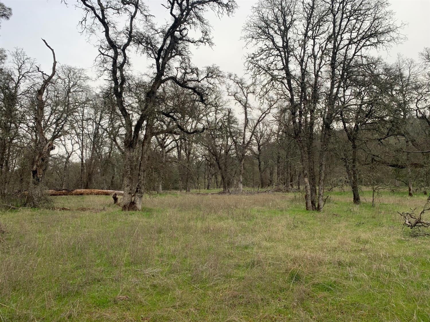 Grassy rural land dotted with mature leafless trees and fallen branches.