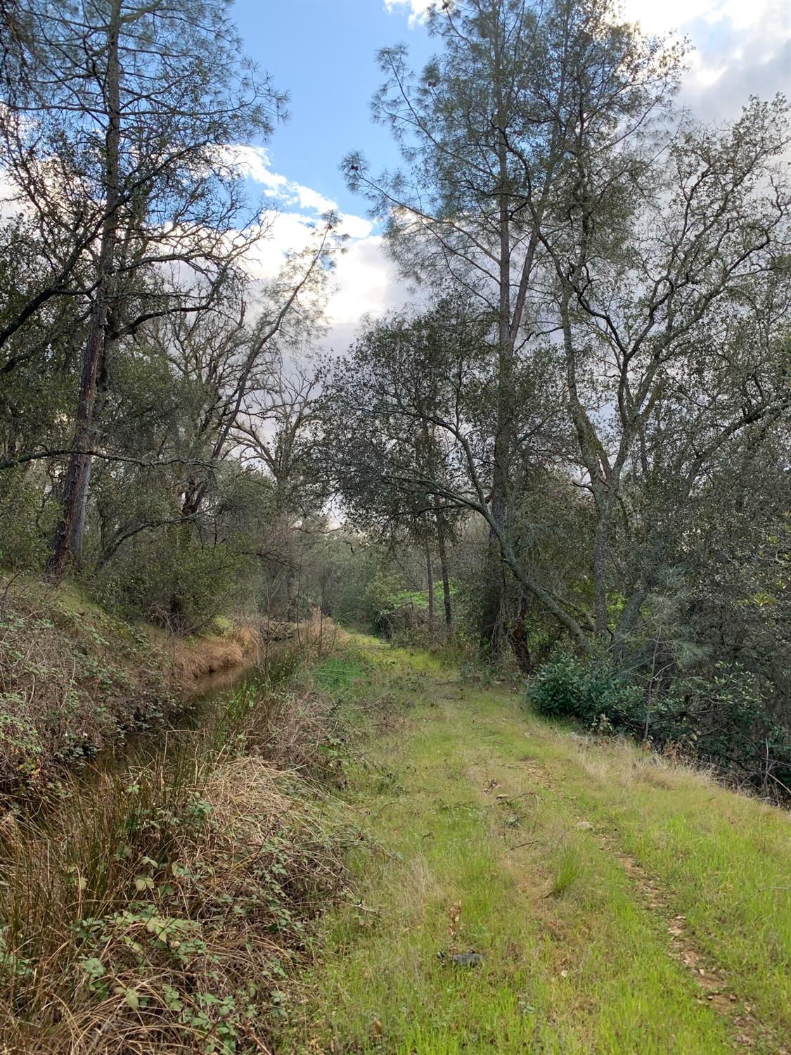 Grassy path winding through a wooded property beneath mature trees.