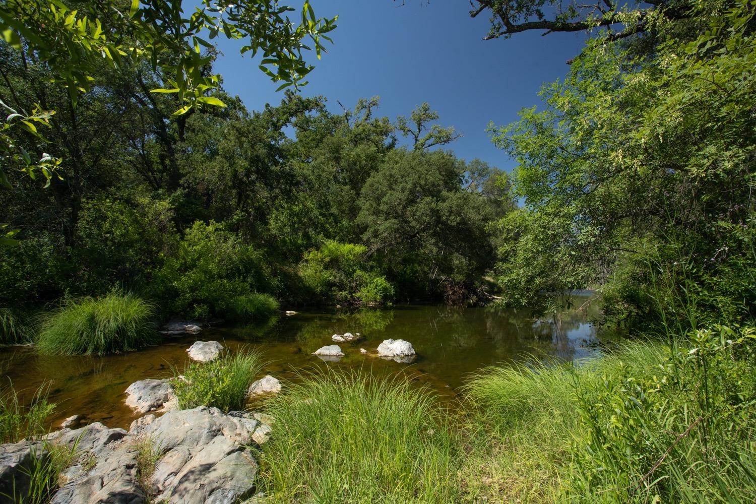 Shallow creek bordered by rocks, grasses, and dense green trees.