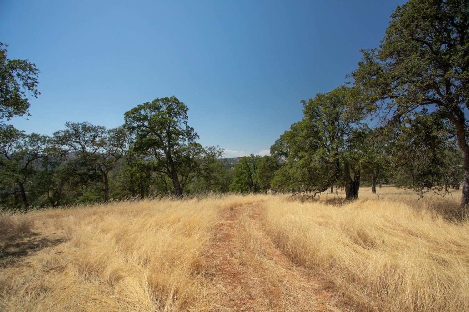 Dirt track through dry grass and mature oak trees on a wooded property.