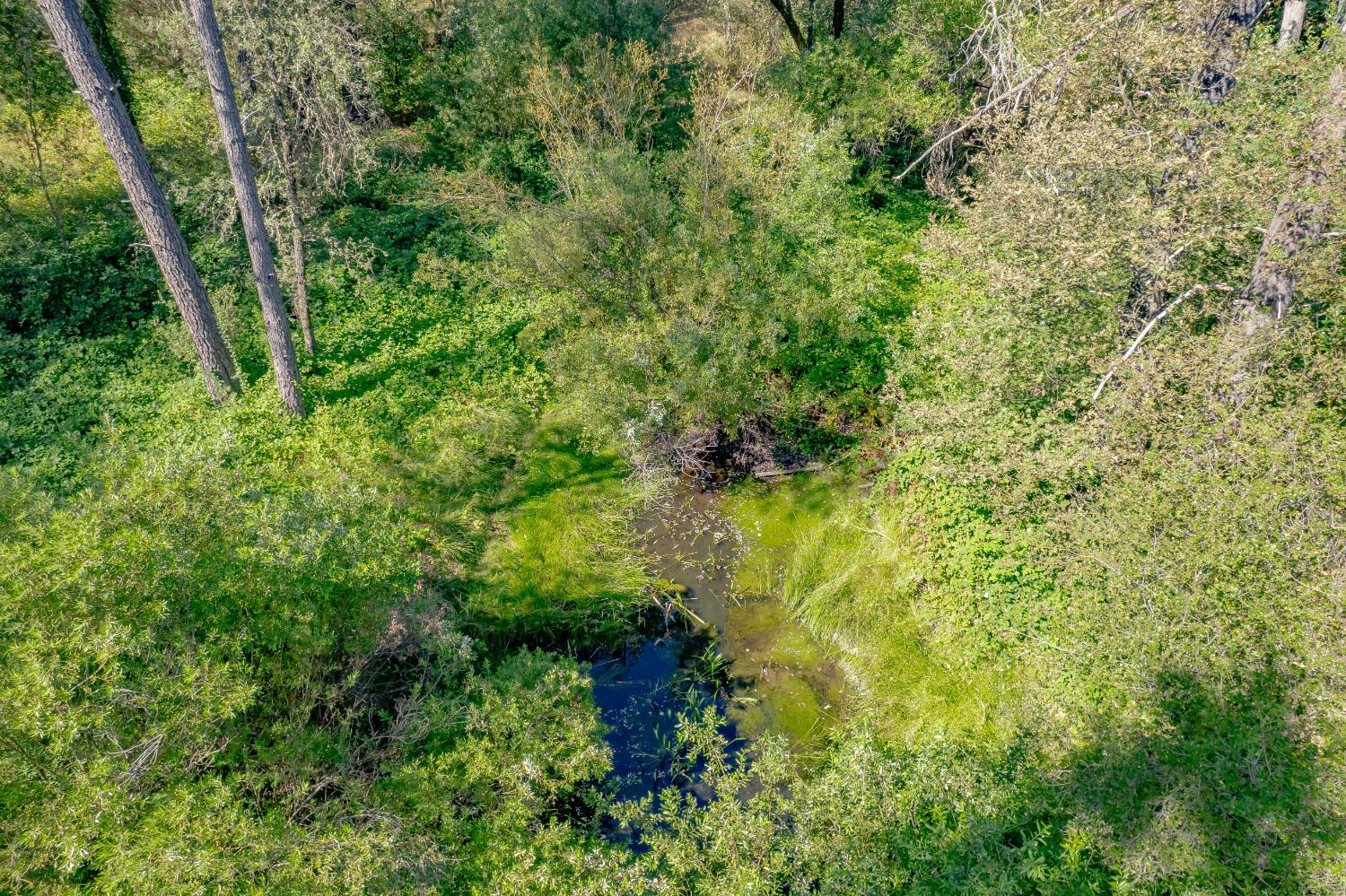 Wooded property with a narrow creek winding through dense green vegetation.
