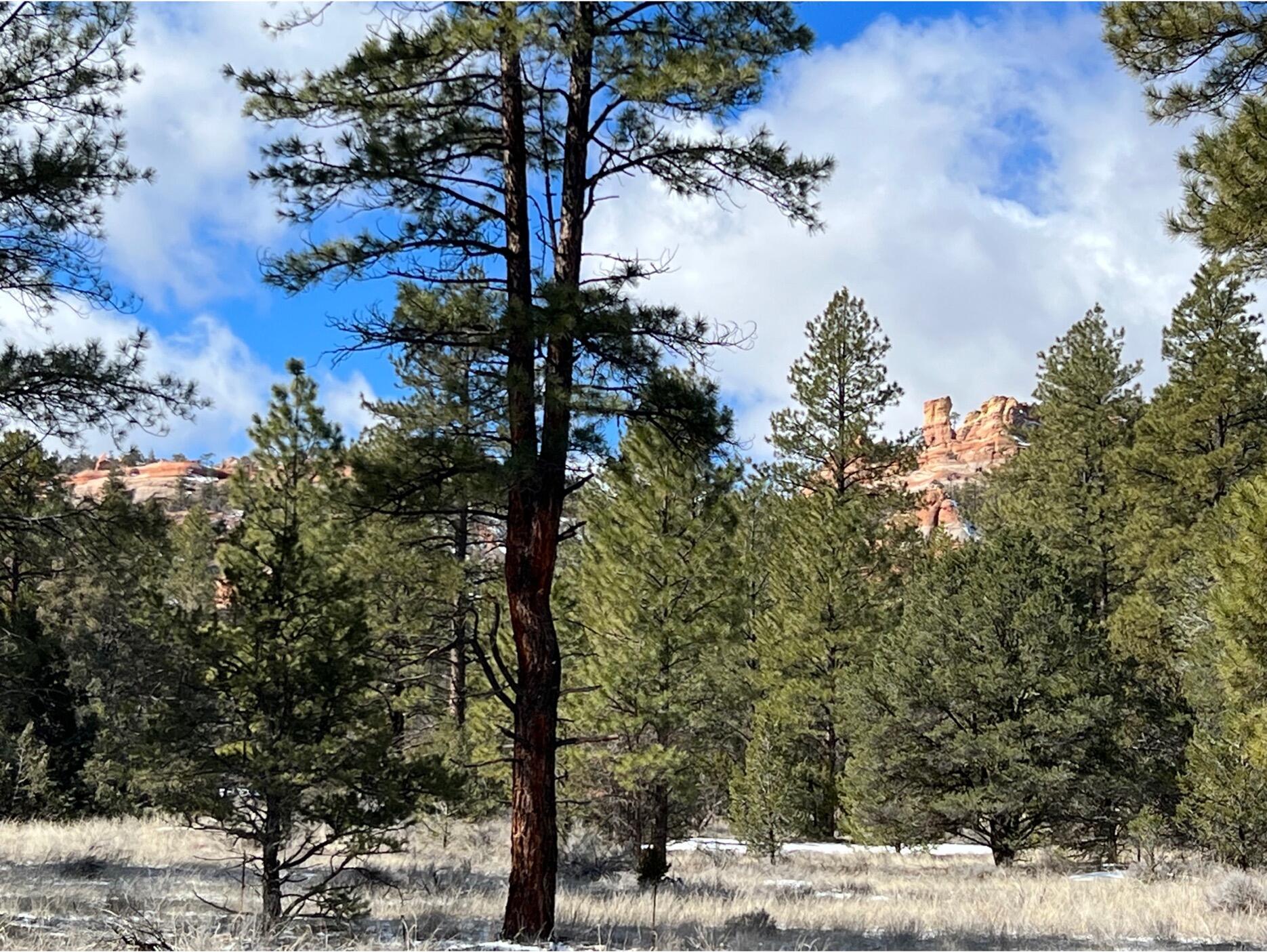 Lot 3 W Bobcat Drive