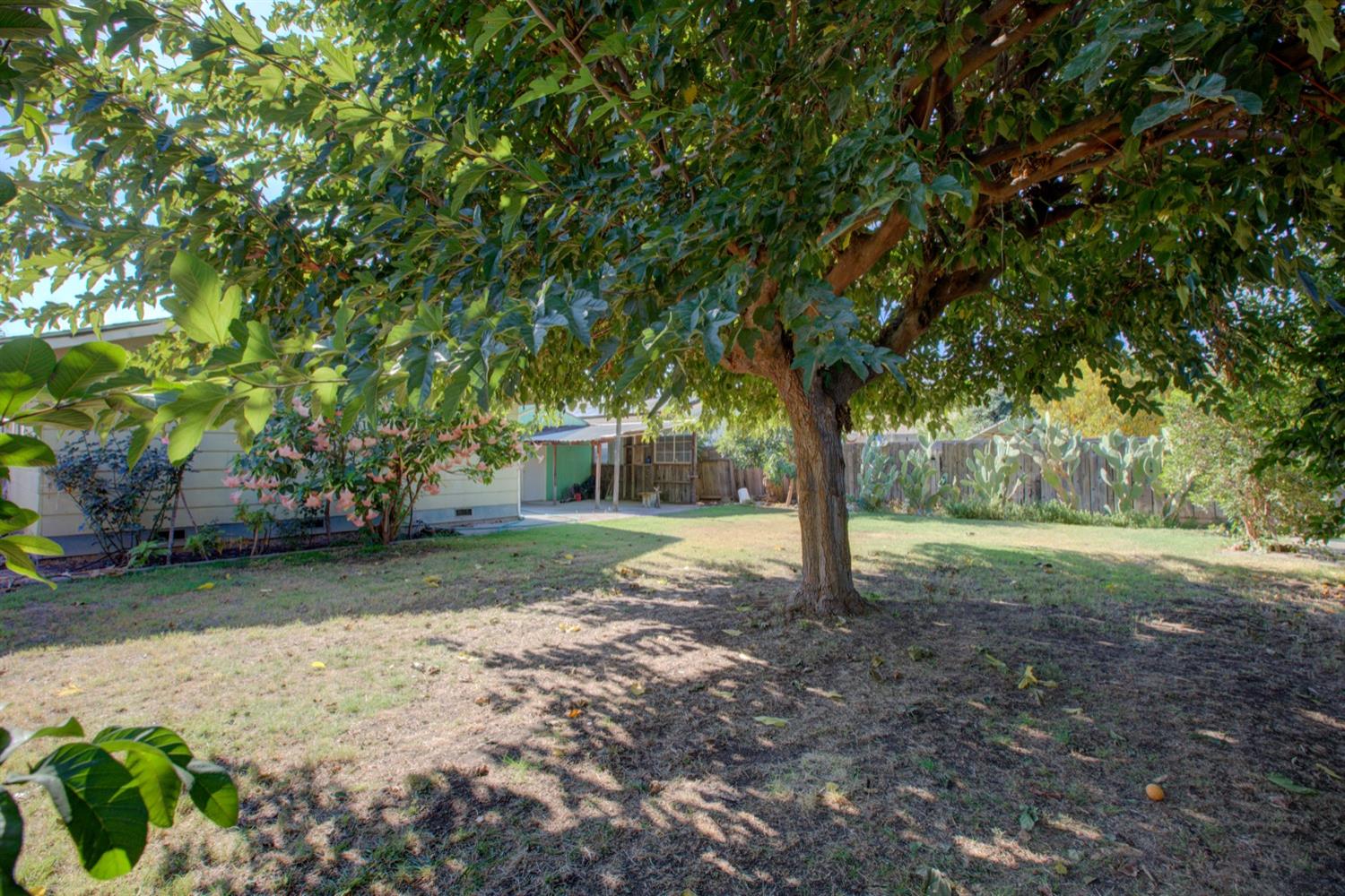 Shaded backyard with a large leafy tree, dry lawn, wooden fence, and prickly pear cactus.