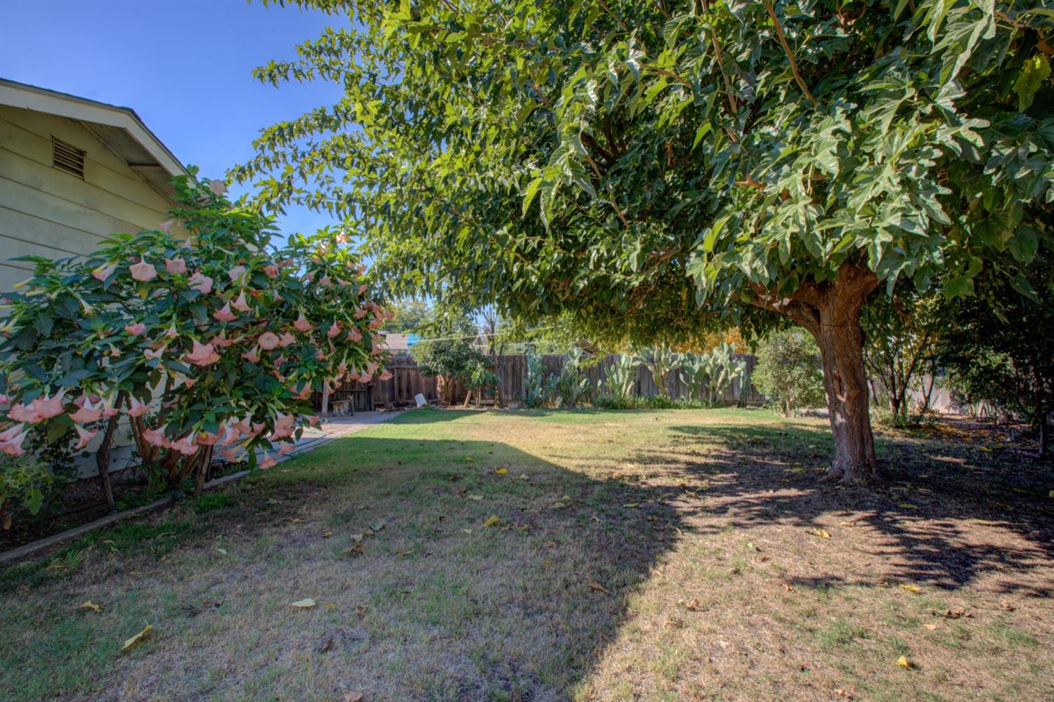 Backyard lawn shaded by a large tree, with flowering shrubs and a wooden fence.
