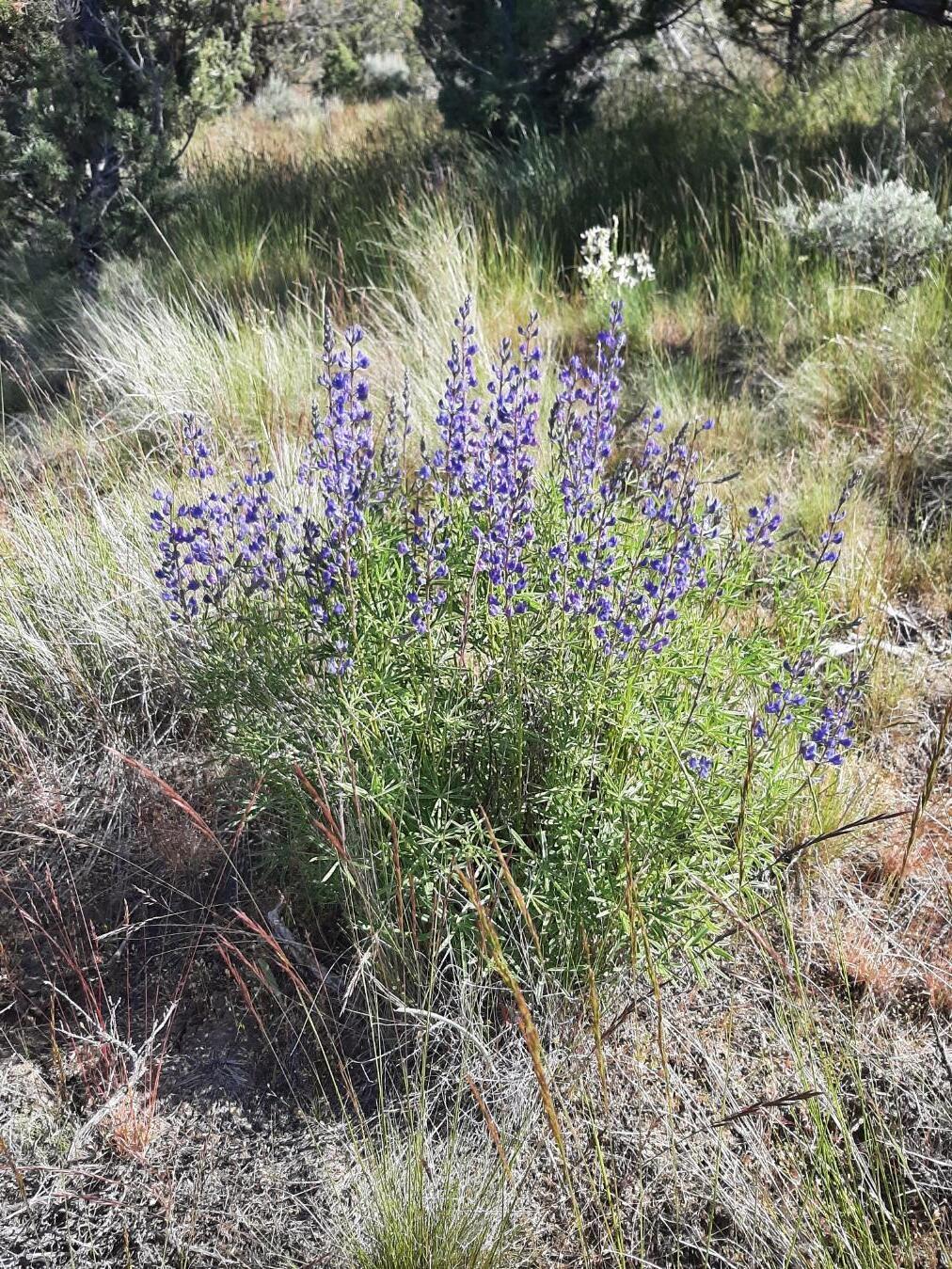 TL1400 SE Night Hawk Court