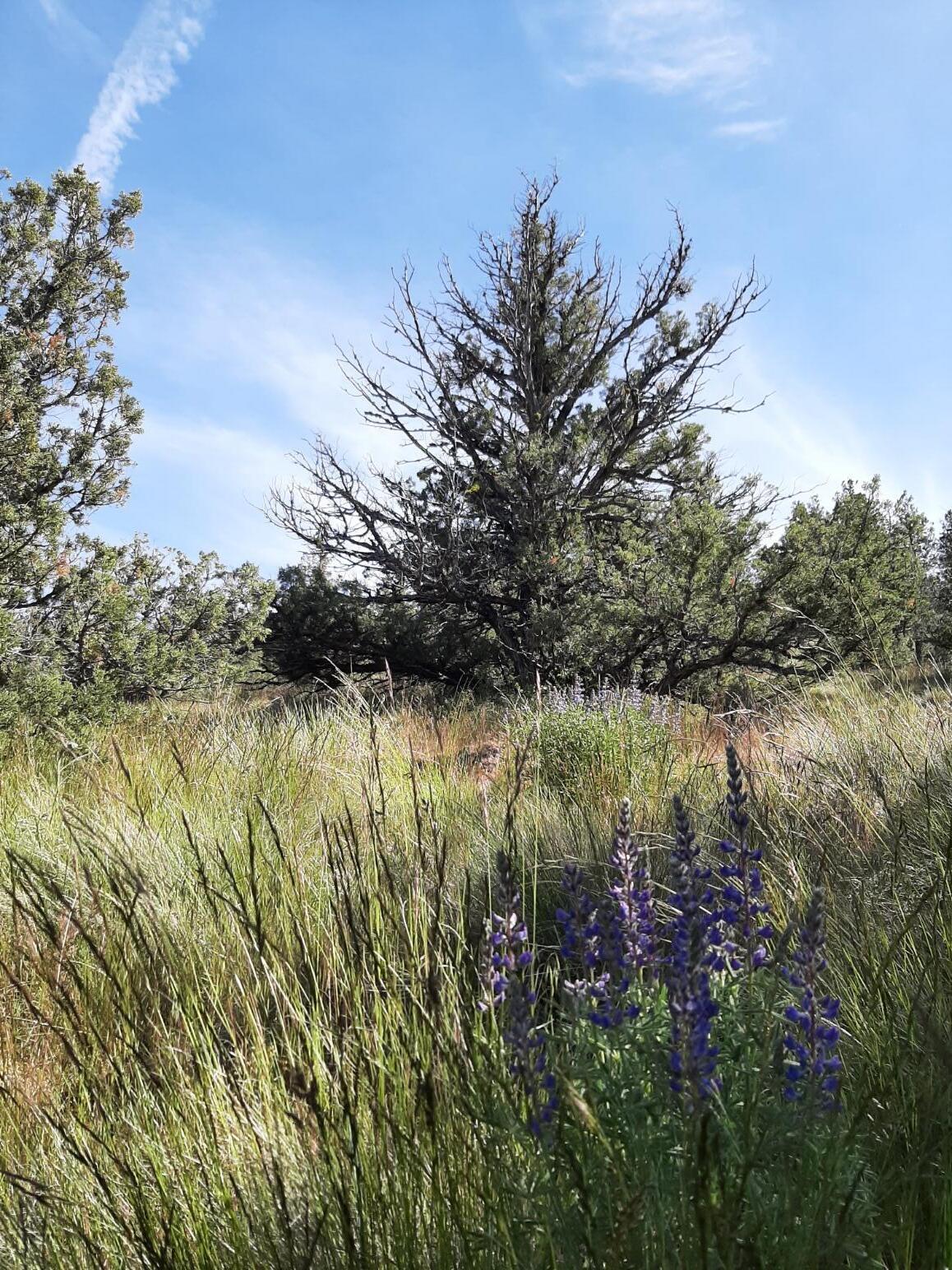 TL1400 SE Night Hawk Court