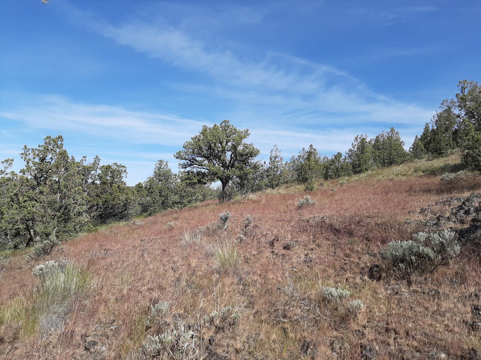 TL1400 SE Night Hawk Court