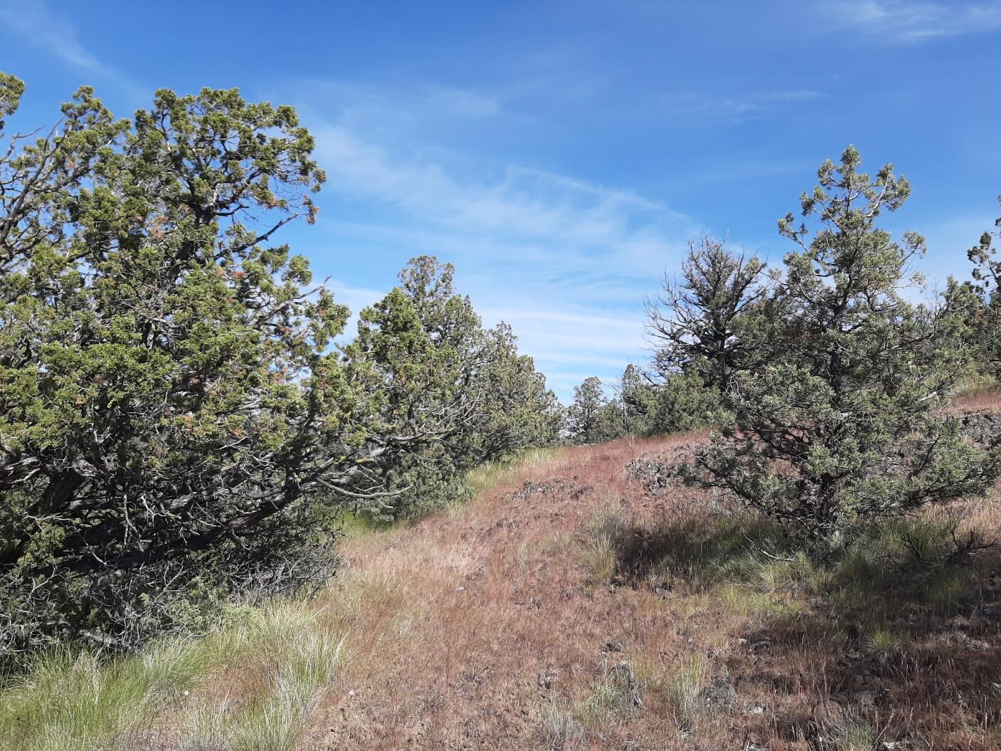 TL1400 SE Night Hawk Court