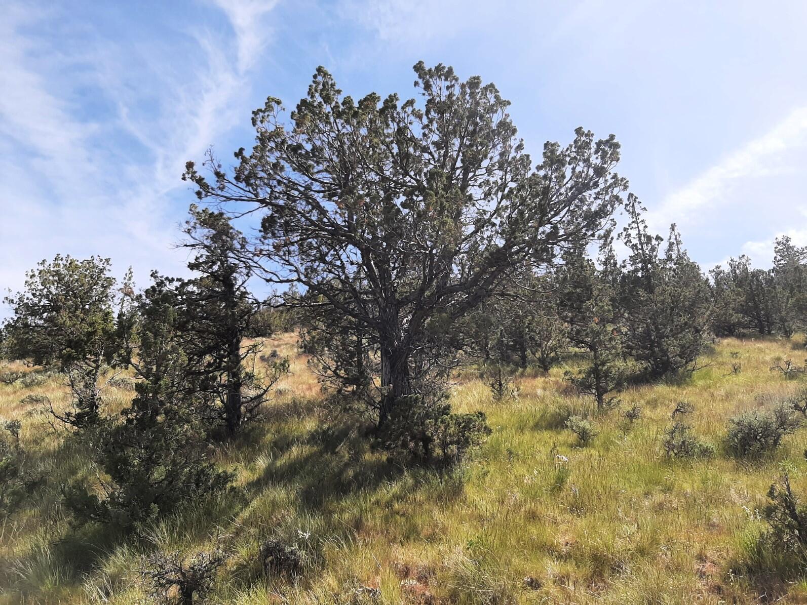 TL1400 SE Night Hawk Court