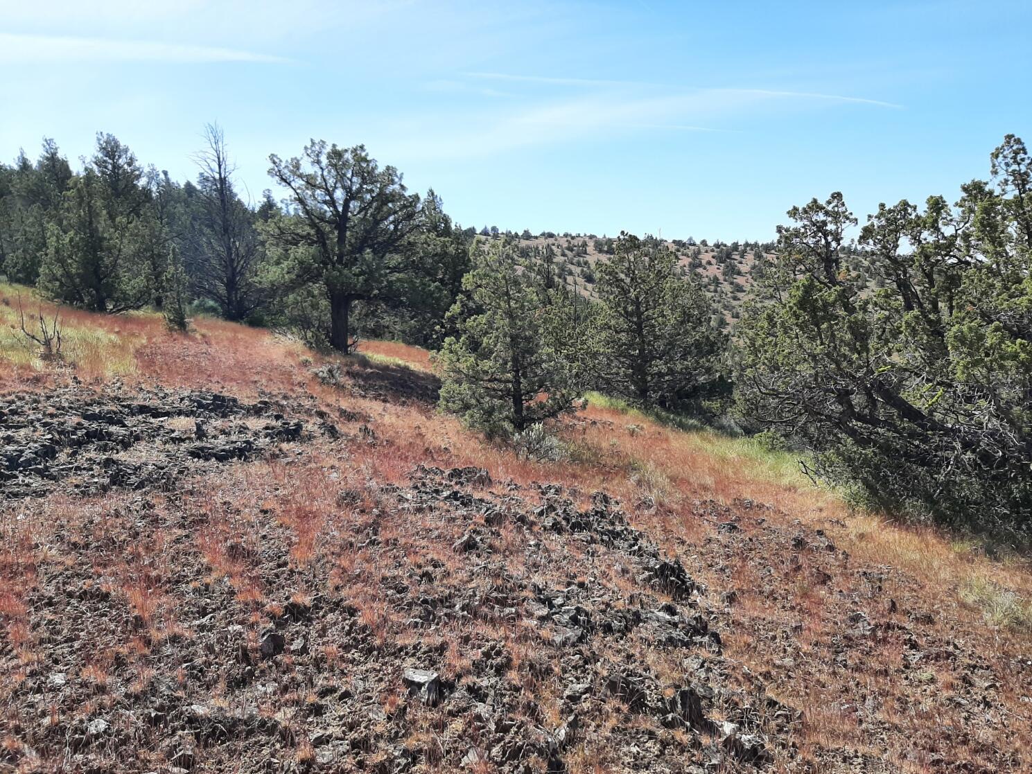 TL1400 SE Night Hawk Court