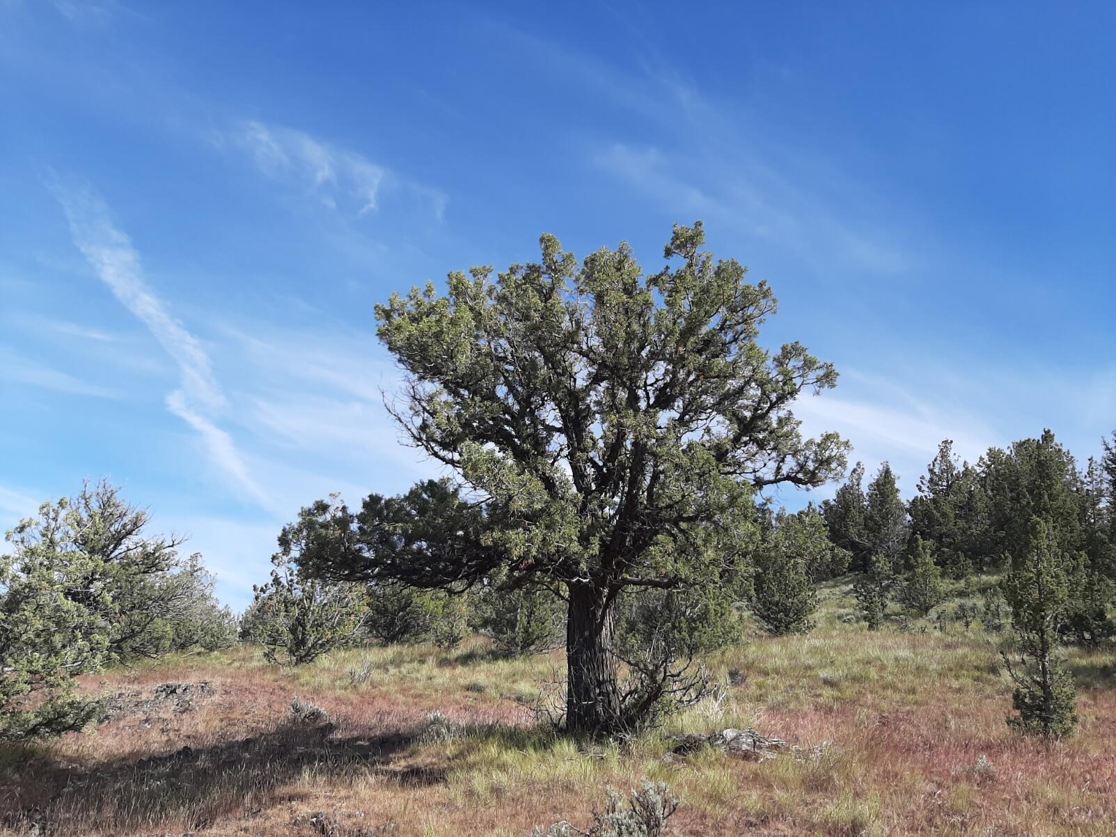 TL1400 SE Night Hawk Court