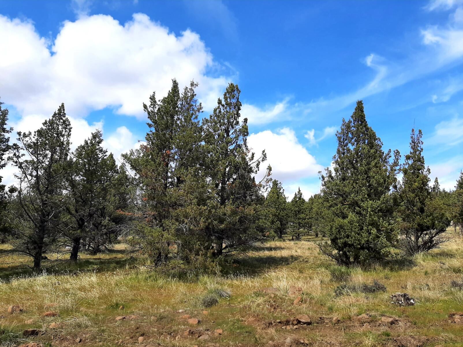 TL500 SE Walther Loop