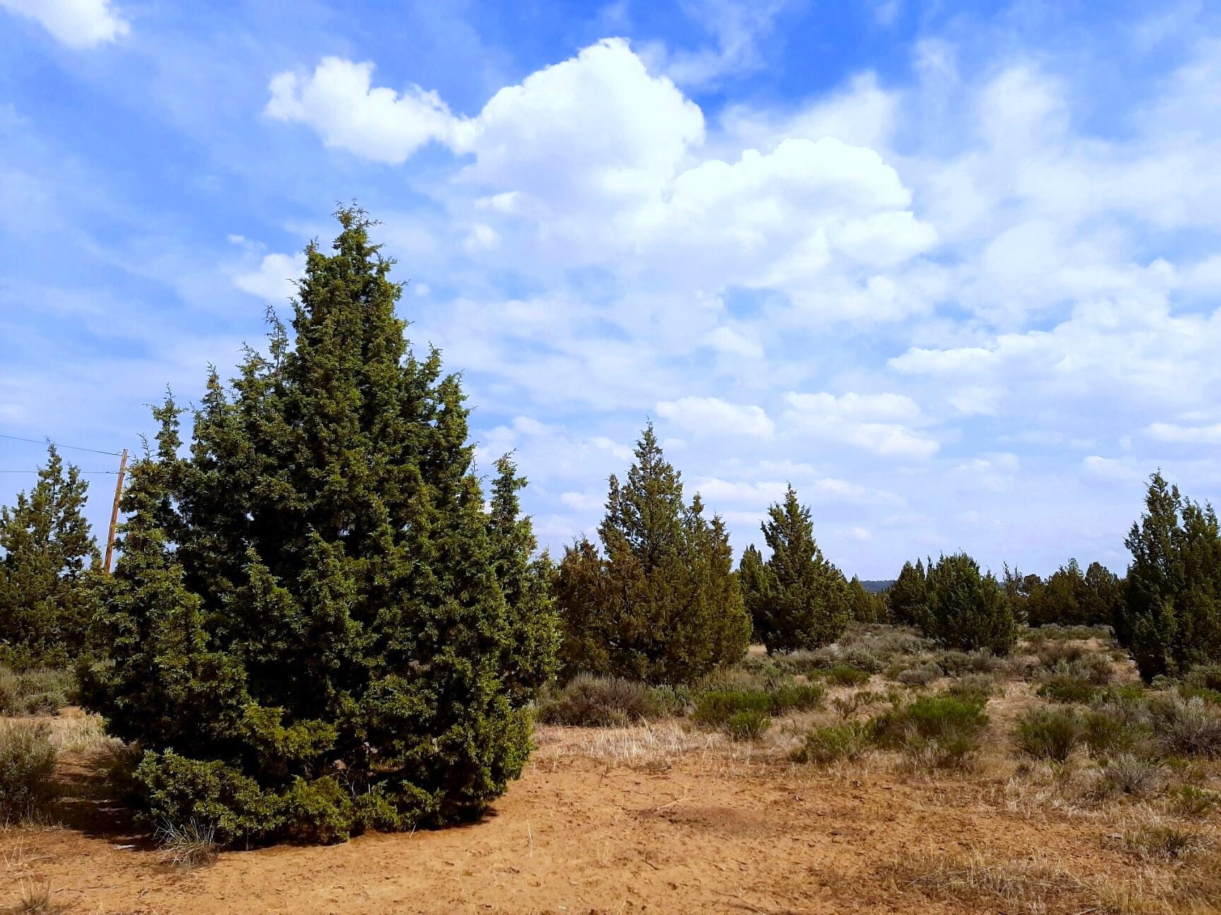 TL1500 SE Tillamook Loop