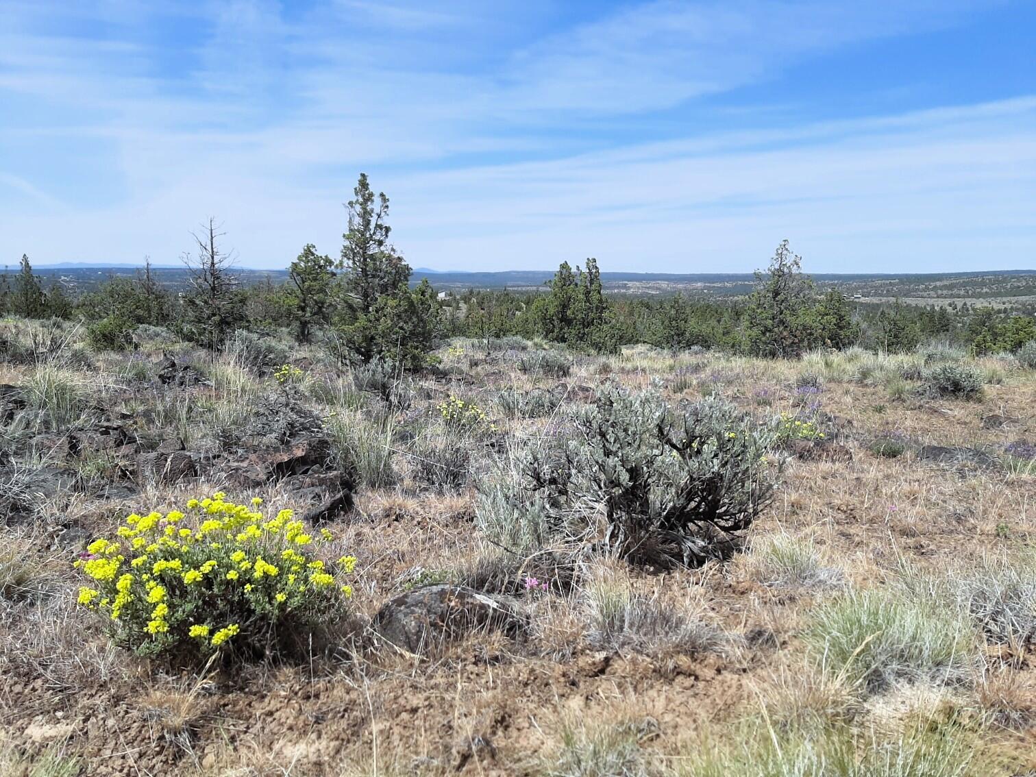 TL4800 SE Weatherby Loop