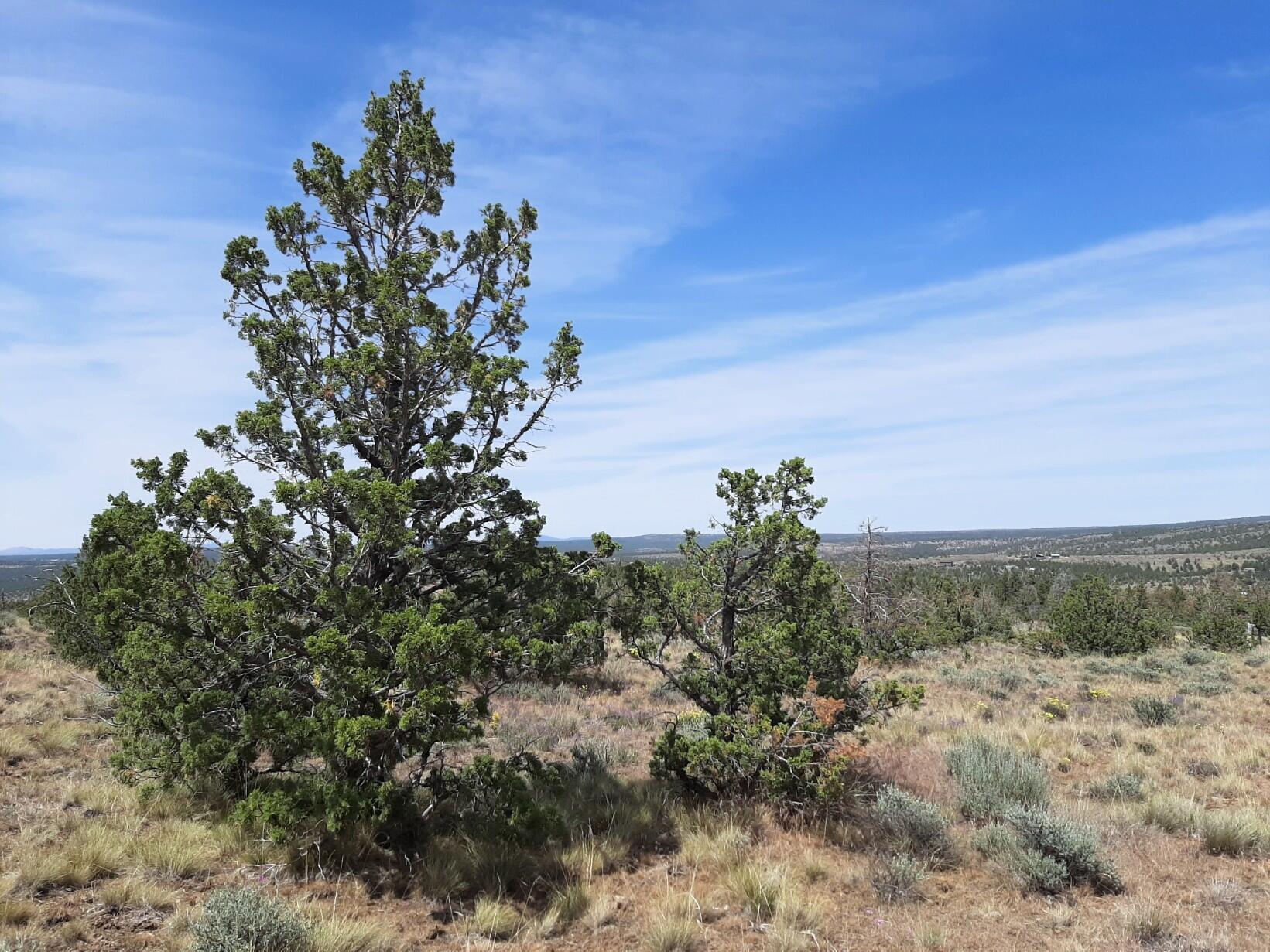 TL4800 SE Weatherby Loop