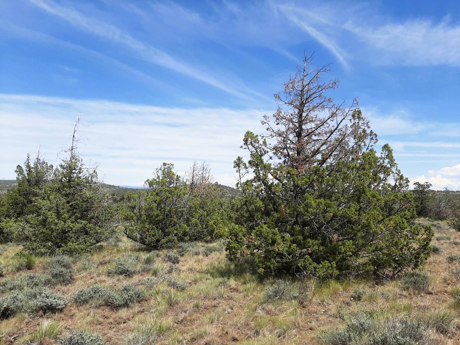 TL4800 SE Weatherby Loop