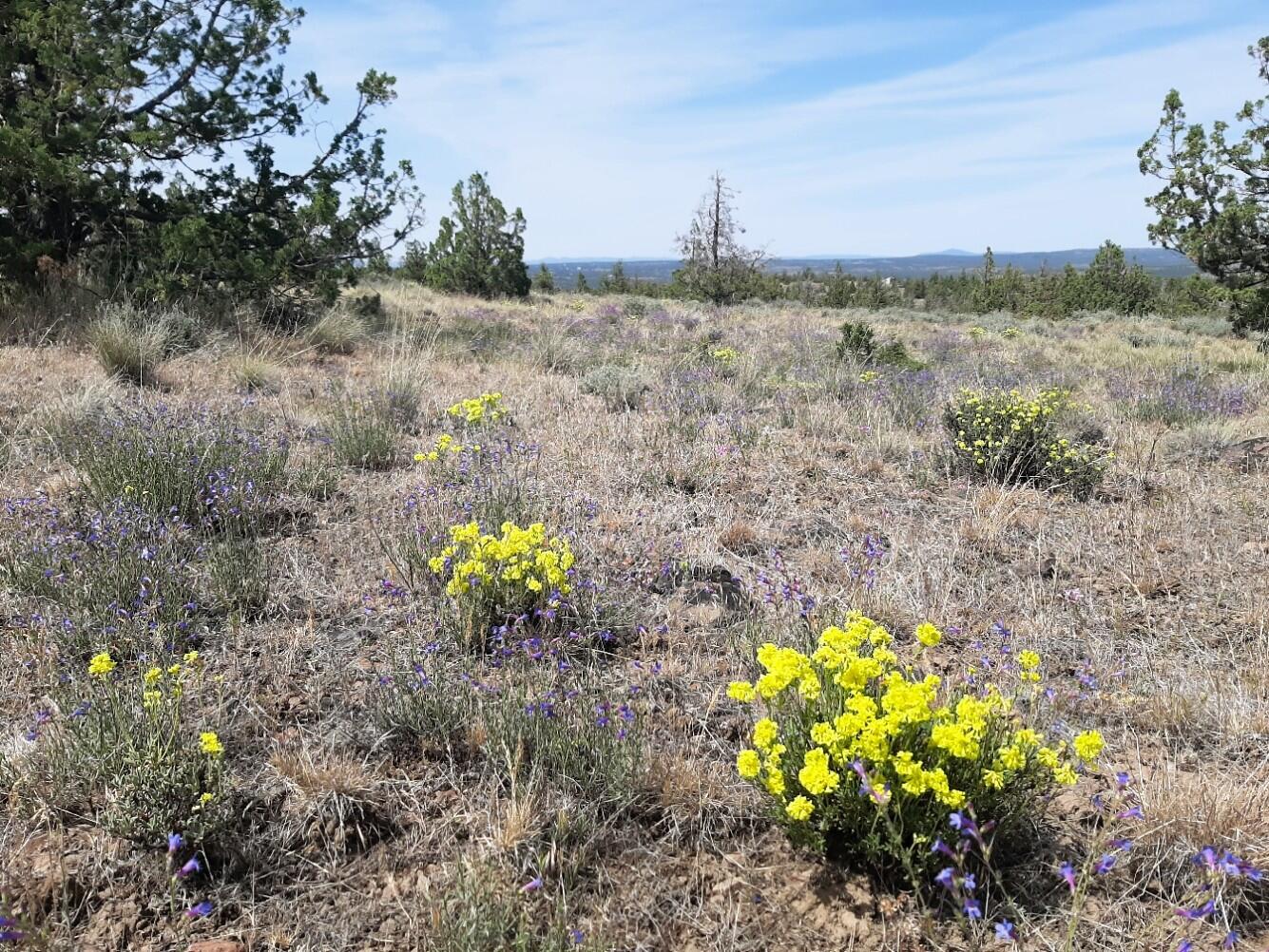 TL4800 SE Weatherby Loop