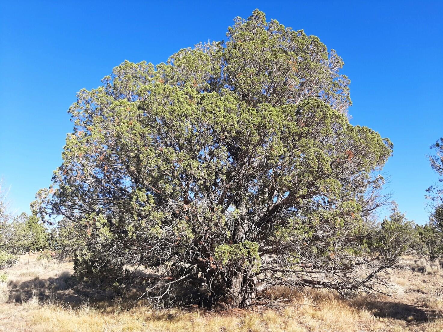 TL900 SE Tillamook Loop