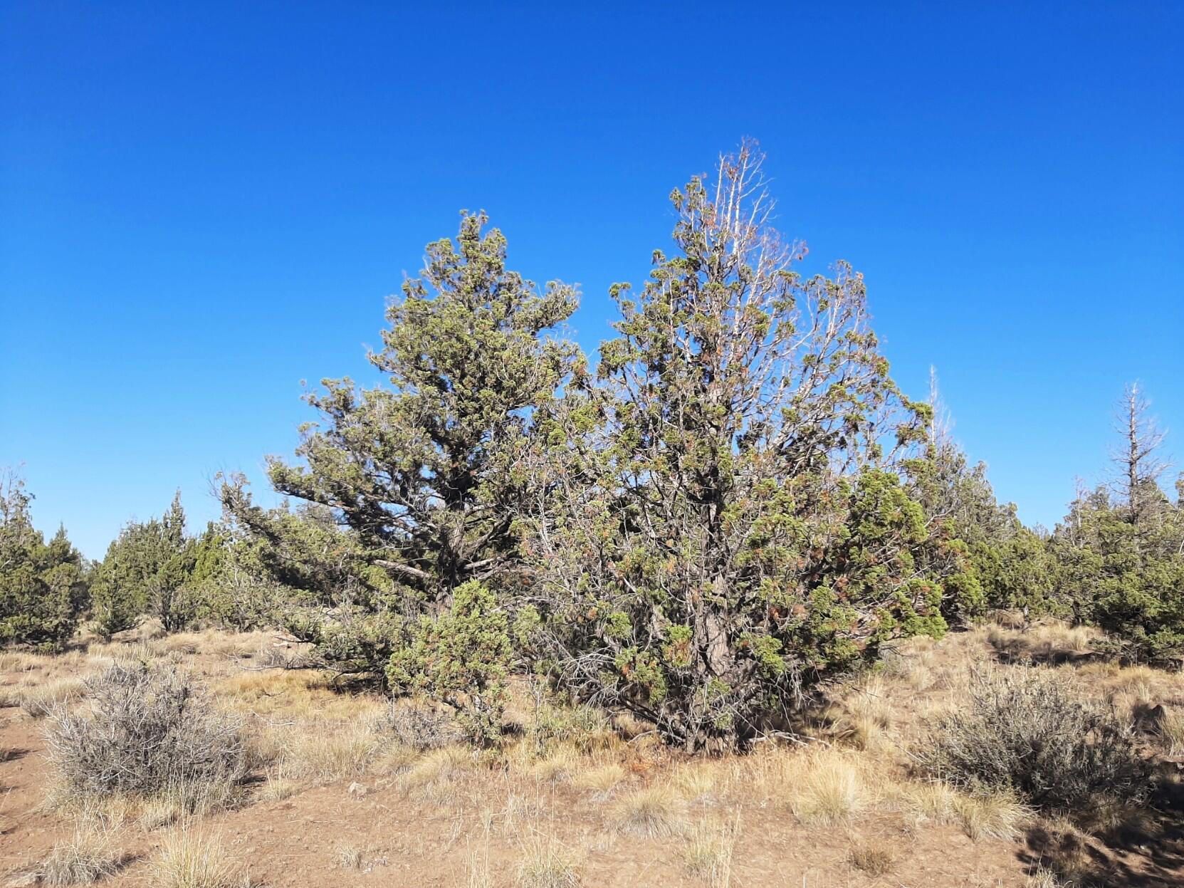 TL900 SE Tillamook Loop