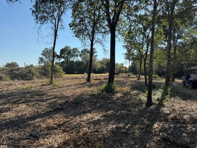 Cleared wooded land with mature trees and leaf-covered ground.