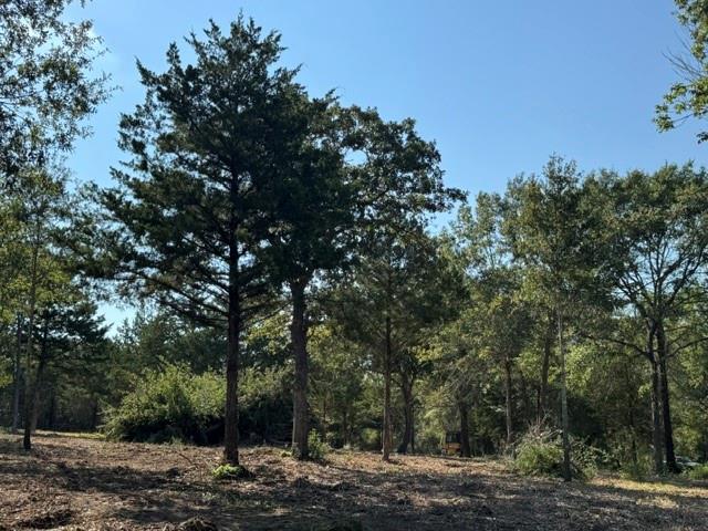 Wooded vacant land with mature trees and a cleared area beneath a blue sky.