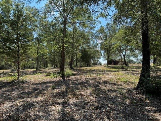 Wooded land with mature trees and a small open clearing.