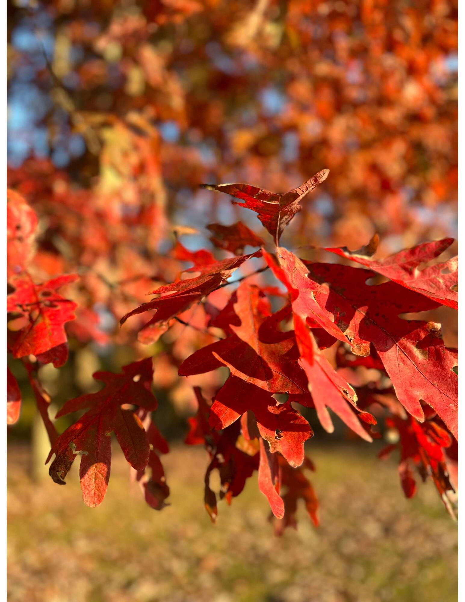 2305 Old Columbus Road