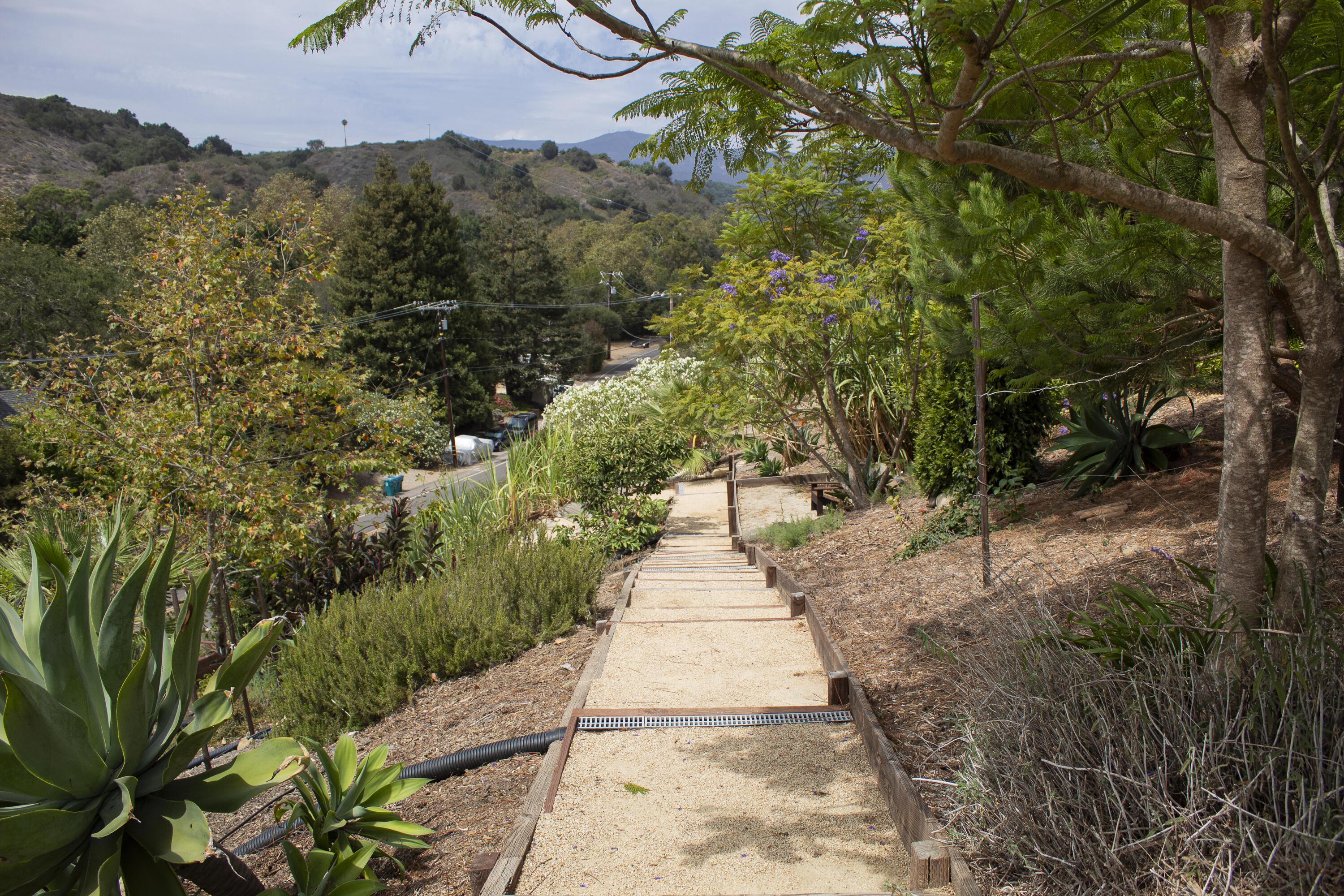 Gravel steps descend through a lush hillside garden toward a residential street.