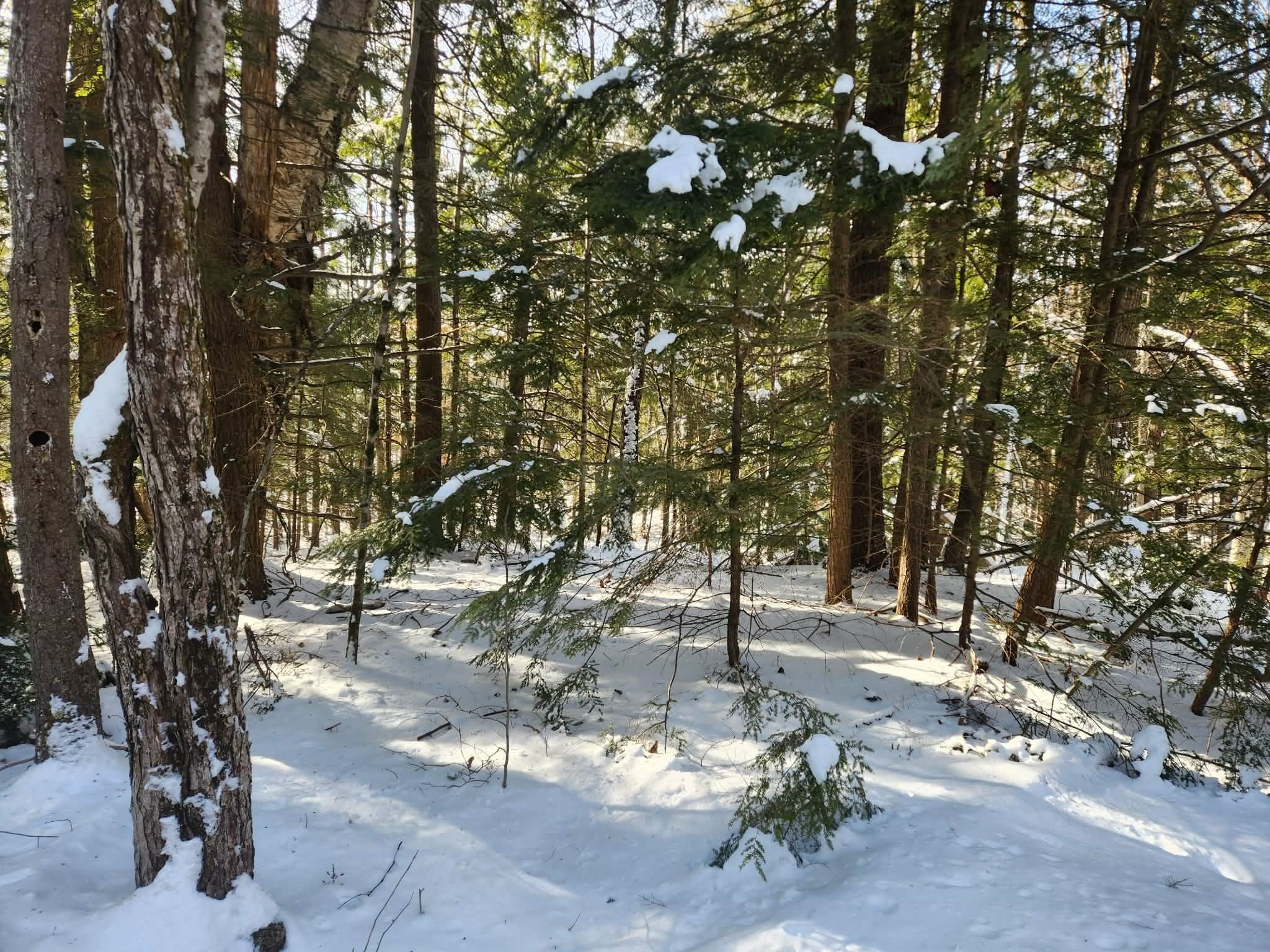 10 cedar Drive Unit: 130-lot 10