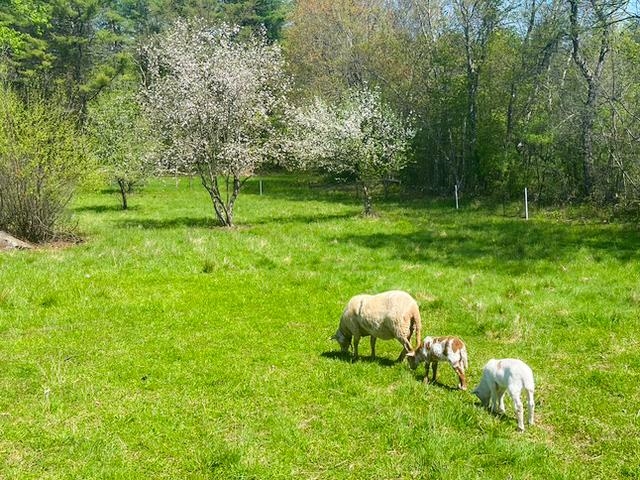 1168 New Hampton Road