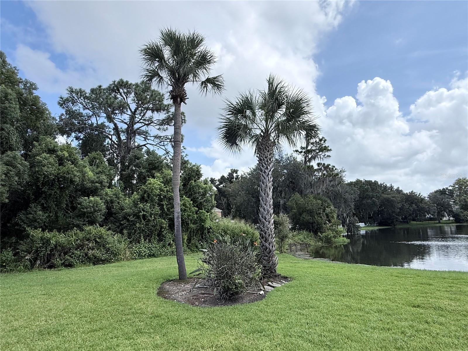 Landscaped lawn with two palm trees beside a lake and wooded shoreline.