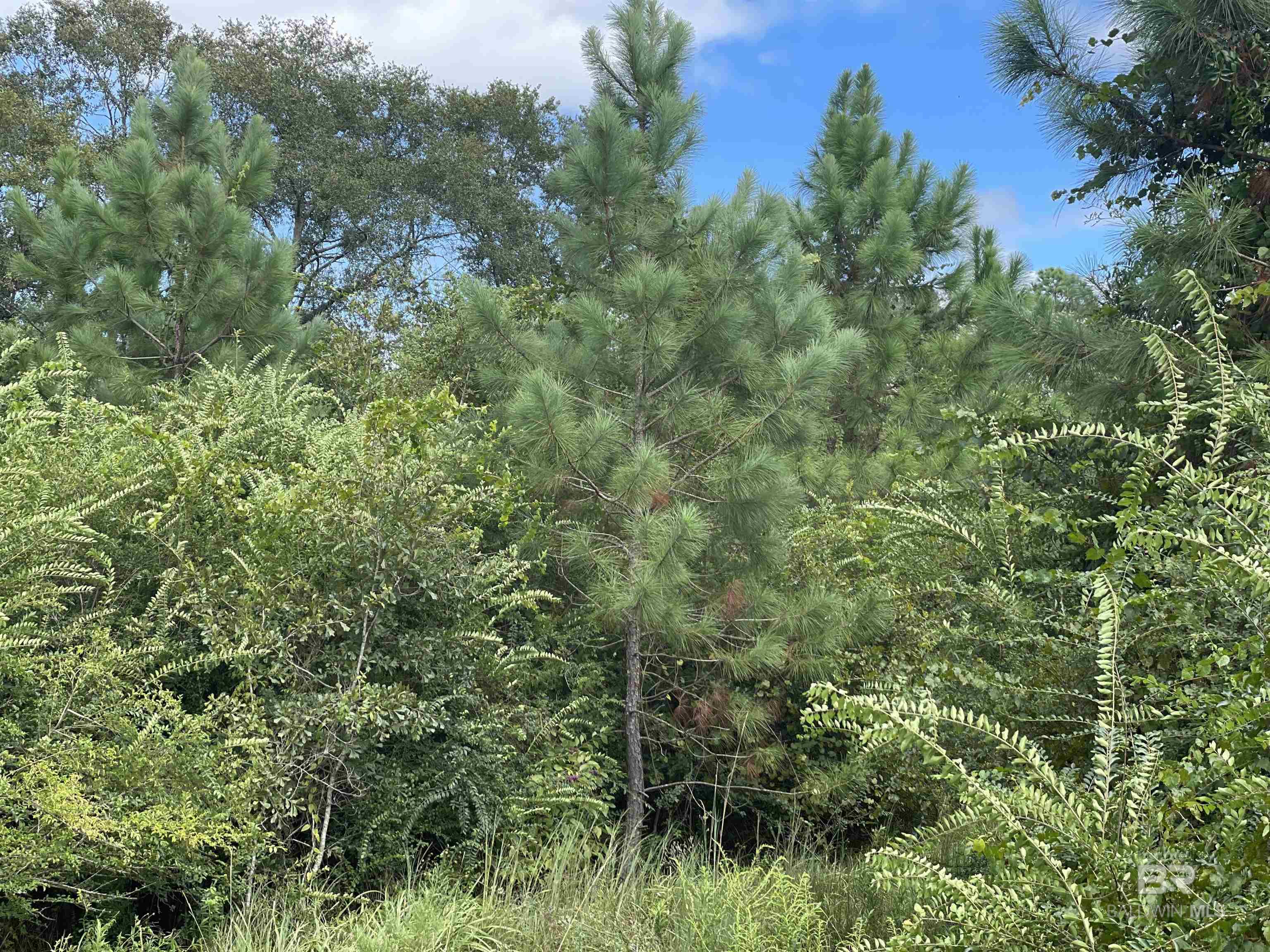 5700 Block Pine Forest Road